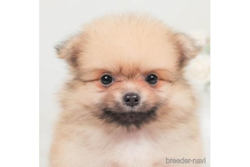 成約済の千葉県のポメラニアン-207873の2枚目